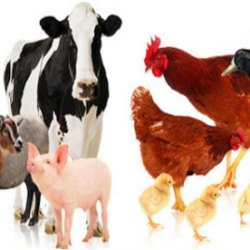 Sản phẩm cho gia súc - gia cầm