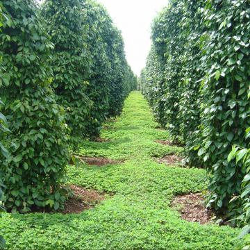 gia-ho-tieu-ngay-13062024