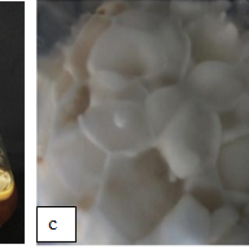 Giống nấm ăn - nấm dược liệu